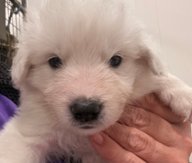 Sevro x Cameo Litter 2-26