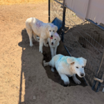 Pax x Electra 11/15/25 Maremma Litter