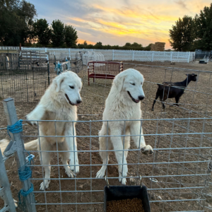 2028931503 Inside Our Maremma Puppy Program