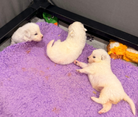 Sevro x Cameo Litter 2-26