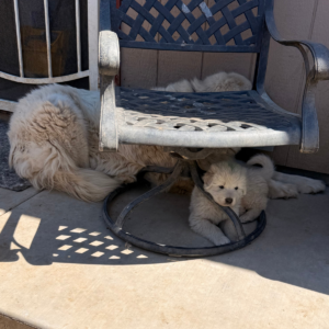 2072394335 Inside Our Maremma Puppy Program