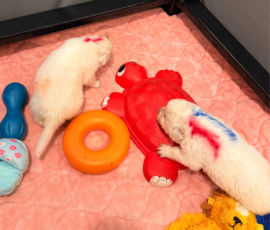 Sevro x Cameo Litter 2-26