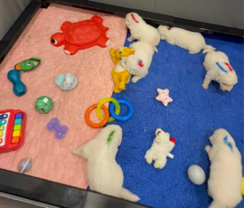 Sevro x Cameo Litter 2-26