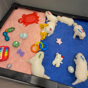 2806999540 Inside Our Maremma Puppy Program