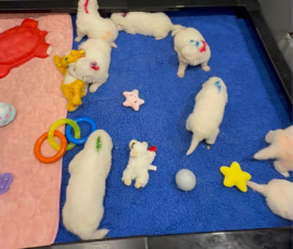 Sevro x Cameo Litter 2-26