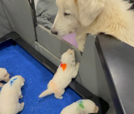 Sevro x Cameo Litter 2-26