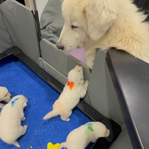 656832558 Inside Our Maremma Puppy Program