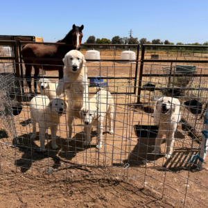 2991289496 Inside Our Maremma Puppy Program