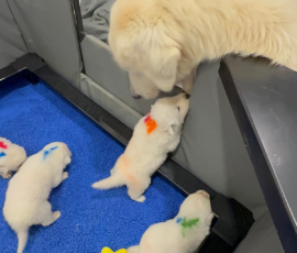 Sevro x Cameo Litter 2-26