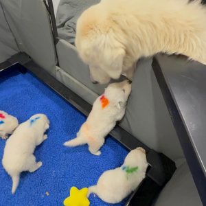 1906587182 Inside Our Maremma Puppy Program
