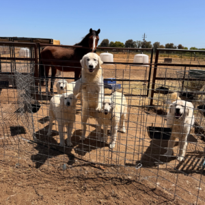 3958626468 Inside Our Maremma Puppy Program