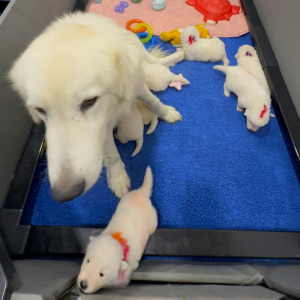 2284496225 Inside Our Maremma Puppy Program