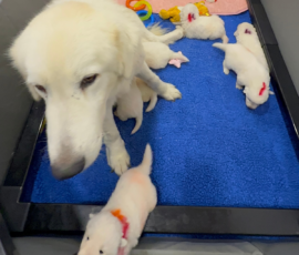 Sevro x Cameo Litter 2-26