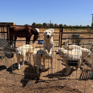 4126960526 Inside Our Maremma Puppy Program