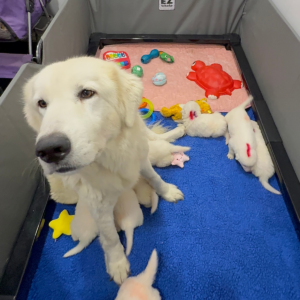 1481328881 Inside Our Maremma Puppy Program