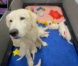 Sevro x Cameo Litter 2-26