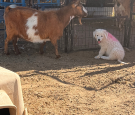 Sevro x Cameo Litter 2-26