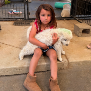 791505597 Inside Our Maremma Puppy Program