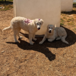 Pax x Electra 11/15/25 Maremma Litter