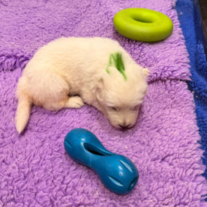 2578853746 Inside Our Maremma Puppy Program