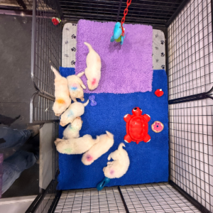 1405634555 Inside Our Maremma Puppy Program