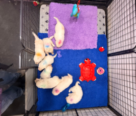 Sevro x Cameo Litter 2-26