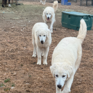 3218774361 Inside Our Maremma Puppy Program