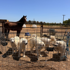2226487136 Inside Our Maremma Puppy Program
