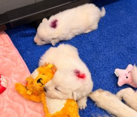 Sevro x Cameo Litter 2-26