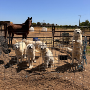 1195998100 Inside Our Maremma Puppy Program