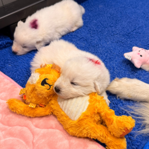 1173678660 Inside Our Maremma Puppy Program