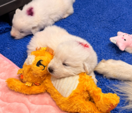 Sevro x Cameo Litter 2-26