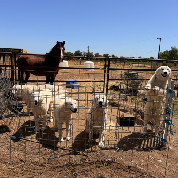 2547201141 Carina: Gentle Young Maremma for a Flat-Terrain Farm
