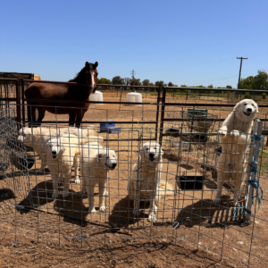 3537408444 Inside Our Maremma Puppy Program