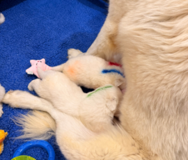 Sevro x Cameo Litter 2-26