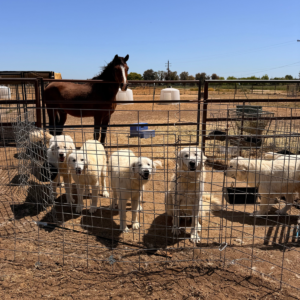 1815179744 Inside Our Maremma Puppy Program