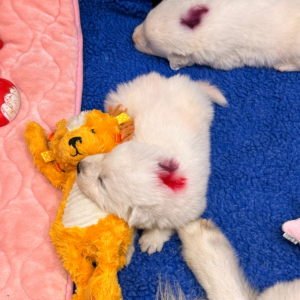 1010938708 Inside Our Maremma Puppy Program