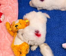 Sevro x Cameo Litter 2-26