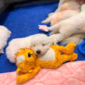3756386611 Inside Our Maremma Puppy Program