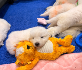 Sevro x Cameo Litter 2-26