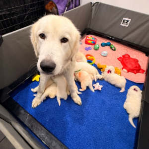 1390133817 Inside Our Maremma Puppy Program