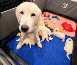 Sevro x Cameo Litter 2-26