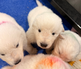 Sevro x Cameo Litter 2-26