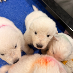 805807647 Inside Our Maremma Puppy Program