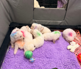 Sevro x Cameo Litter 2-26