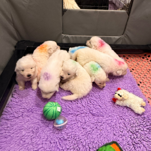 326078365 Inside Our Maremma Puppy Program