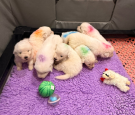 Sevro x Cameo Litter 2-26