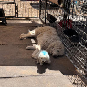 332924231 Inside Our Maremma Puppy Program