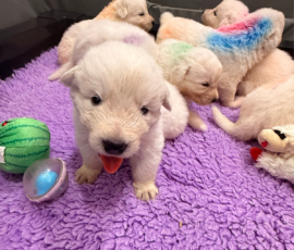 Sevro x Cameo Litter 2-26