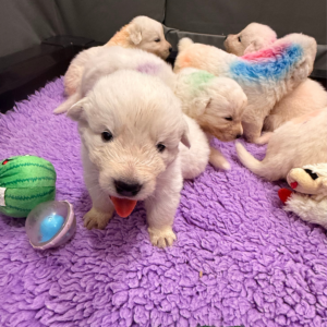 997097052 Inside Our Maremma Puppy Program